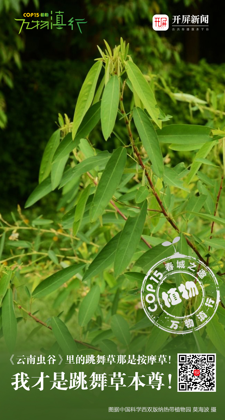 万物滇行 舞草