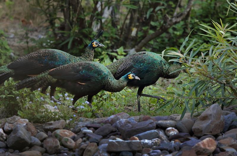 【云南智慧】用最严制度，护最美生态！