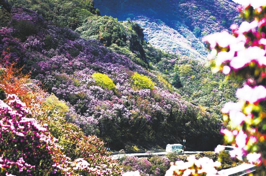 “生命之花”诠释绿色传奇