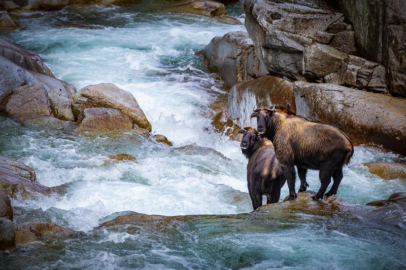 【兽欢】云南,万物和谐共处的大家园