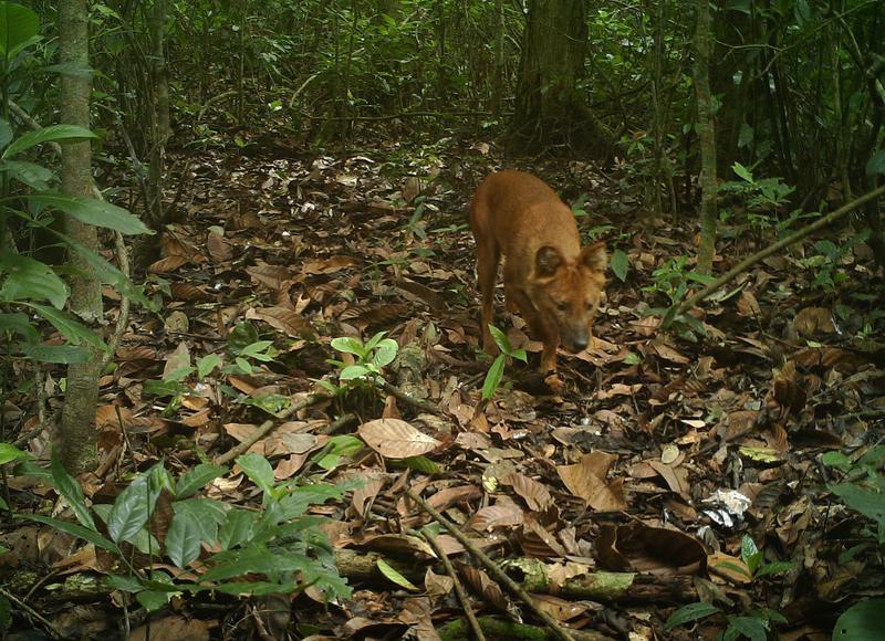 【兽欢】云南,万物和谐共处的大家园
