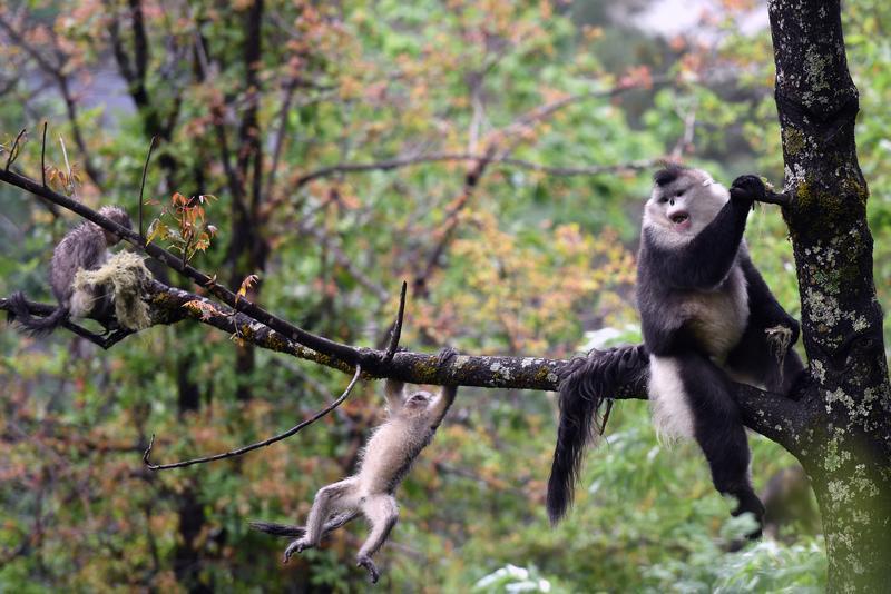 【兽欢】云南,万物和谐共处的大家园