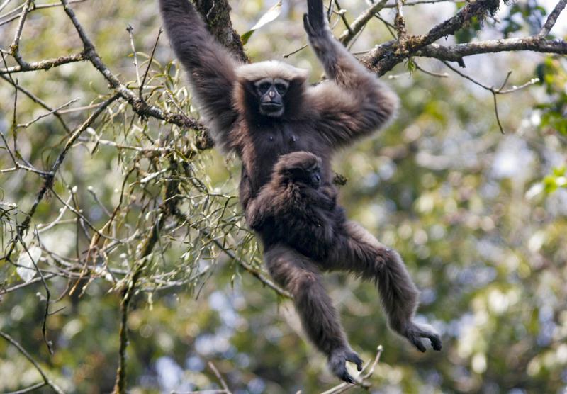 【兽欢】云南,万物和谐共处的大家园