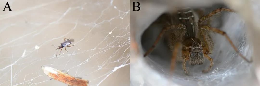 【虫乐】神奇虫子在云南！它们，你未曾见过…