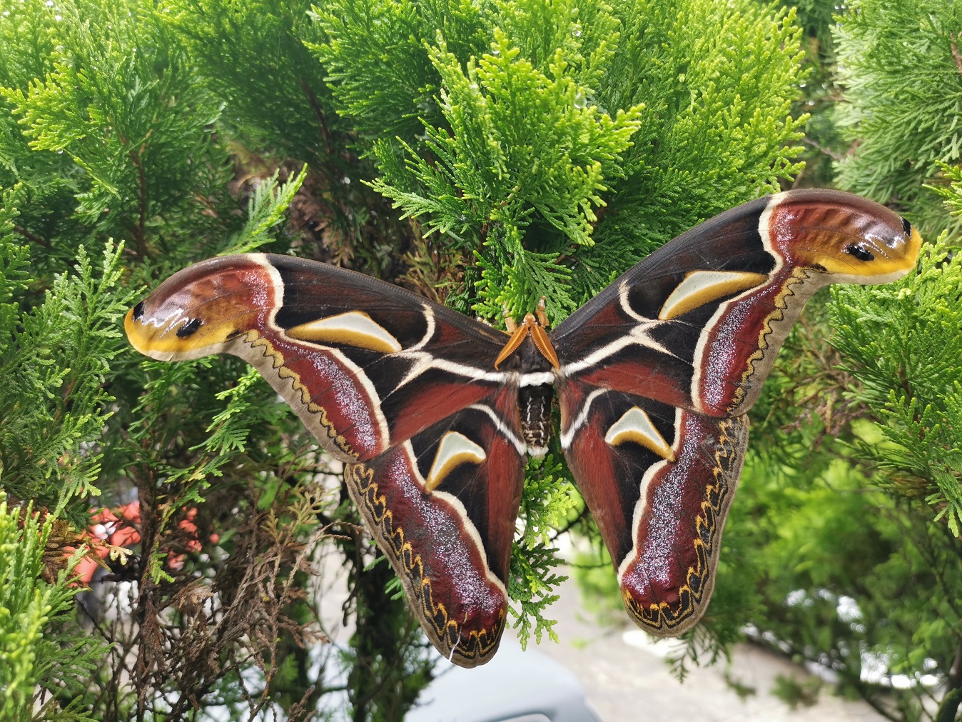 【虫乐】神奇虫子在云南！它们，你未曾见过…