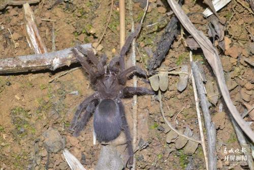 【虫乐】神奇虫子在云南！它们，你未曾见过…