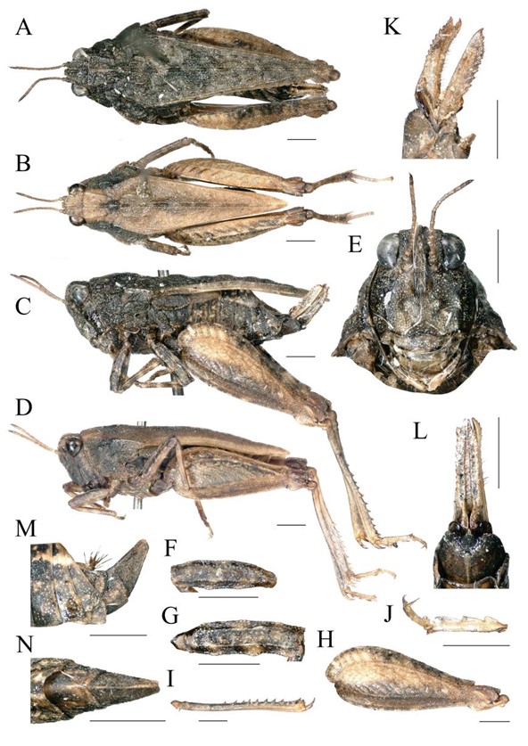 【虫乐】神奇虫子在云南！它们，你未曾见过…