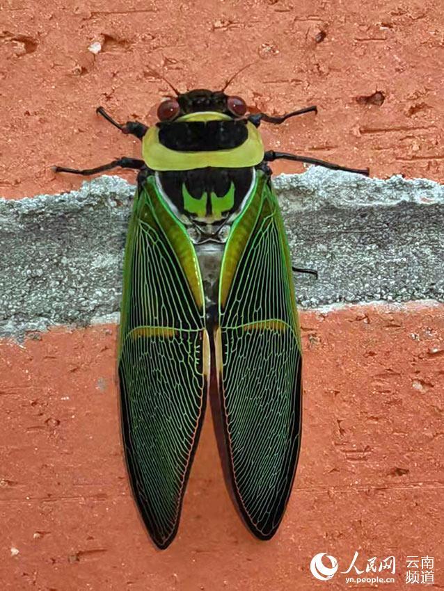 【虫乐】神奇虫子在云南！它们，你未曾见过…