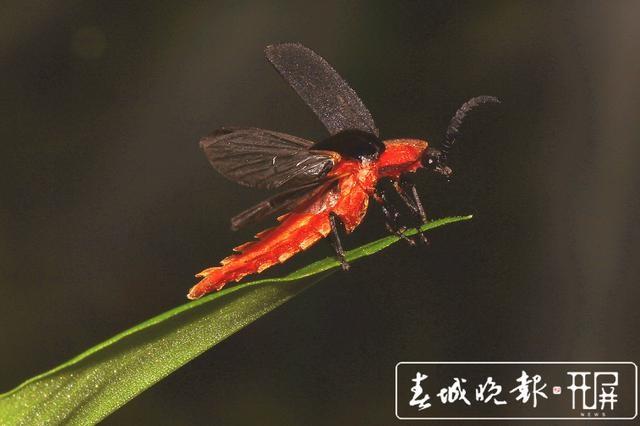 【虫乐】神奇虫子在云南！它们，你未曾见过…