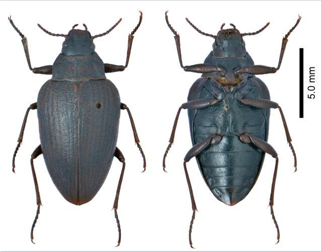 【虫乐】神奇虫子在云南！它们，你未曾见过…