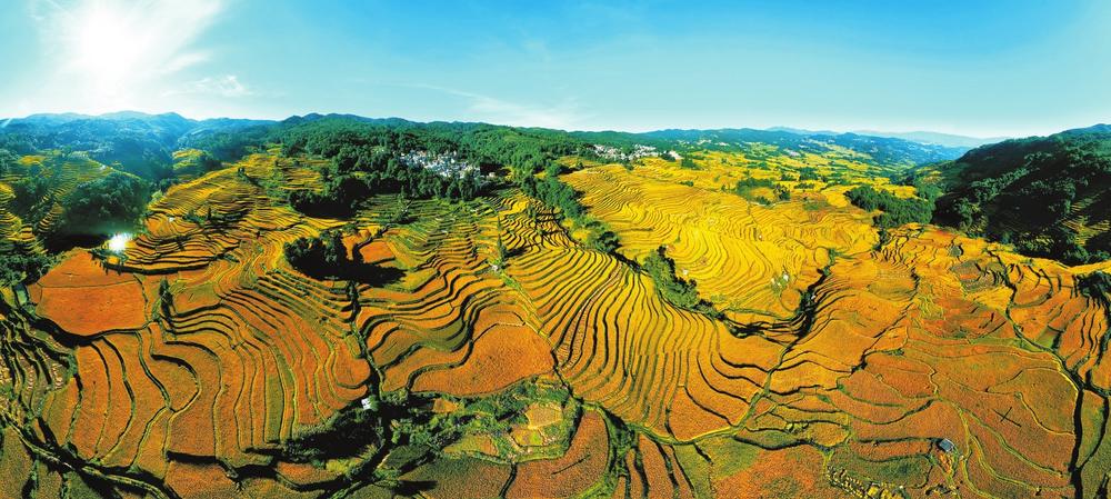 红河哈尼梯田 | 稻香鱼肥 人间仙境；哈尼梯田迎来收获季 通讯员 胡艳辉 摄