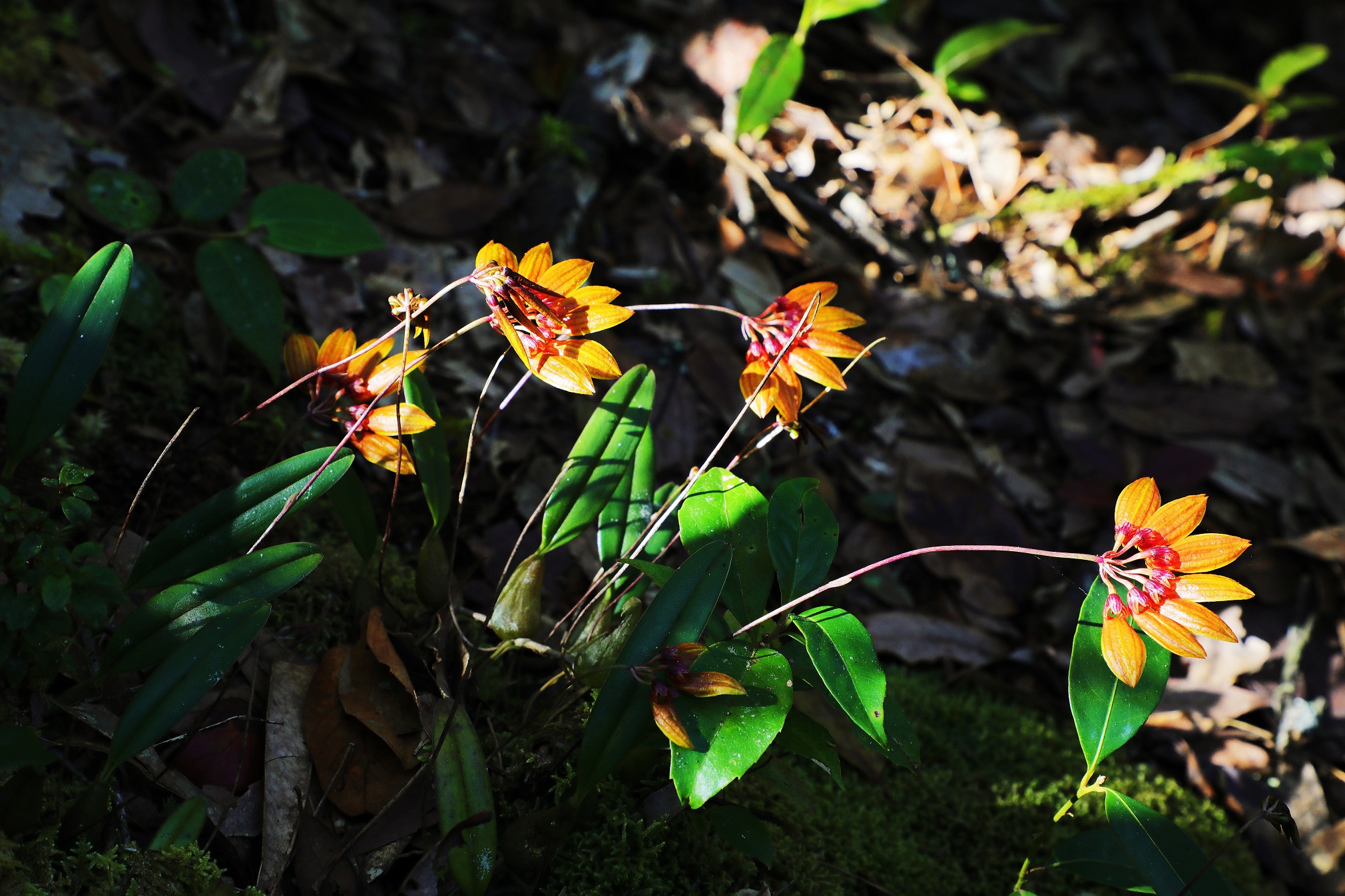 【花香】繁花似锦，它们是云南“植物王国”的重要成员！