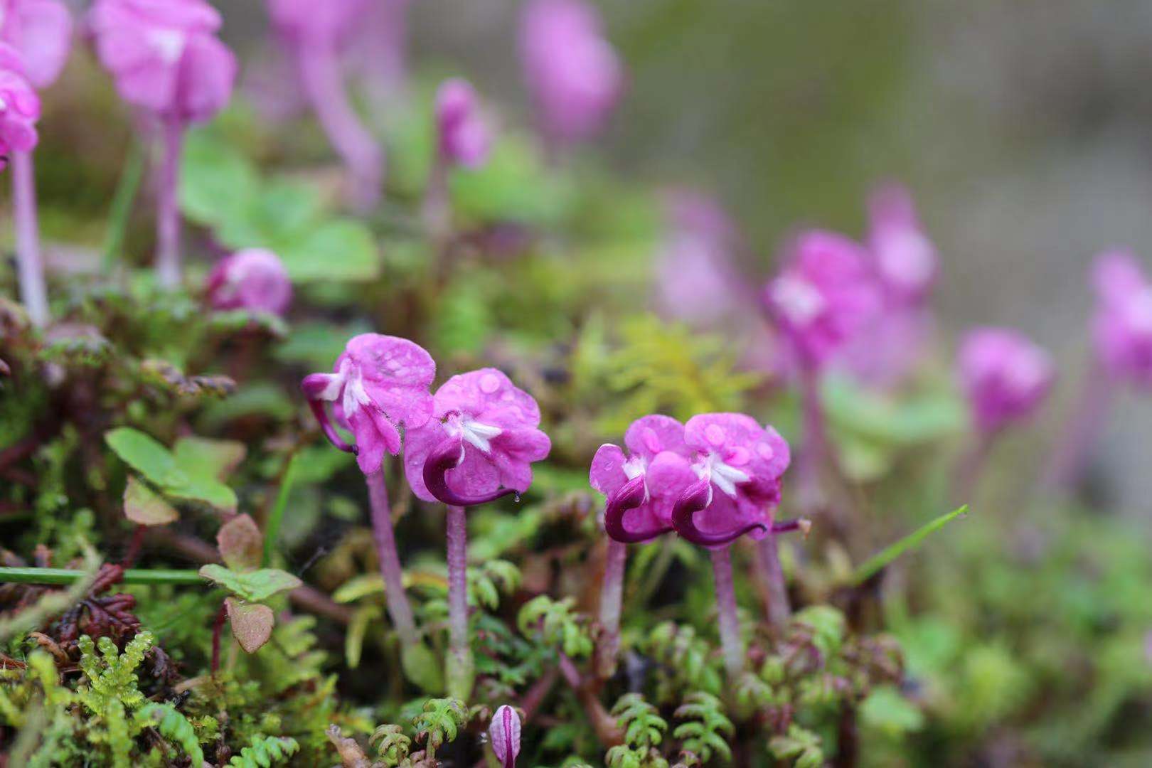 【花香】繁花似锦，它们是云南“植物王国”的重要成员！