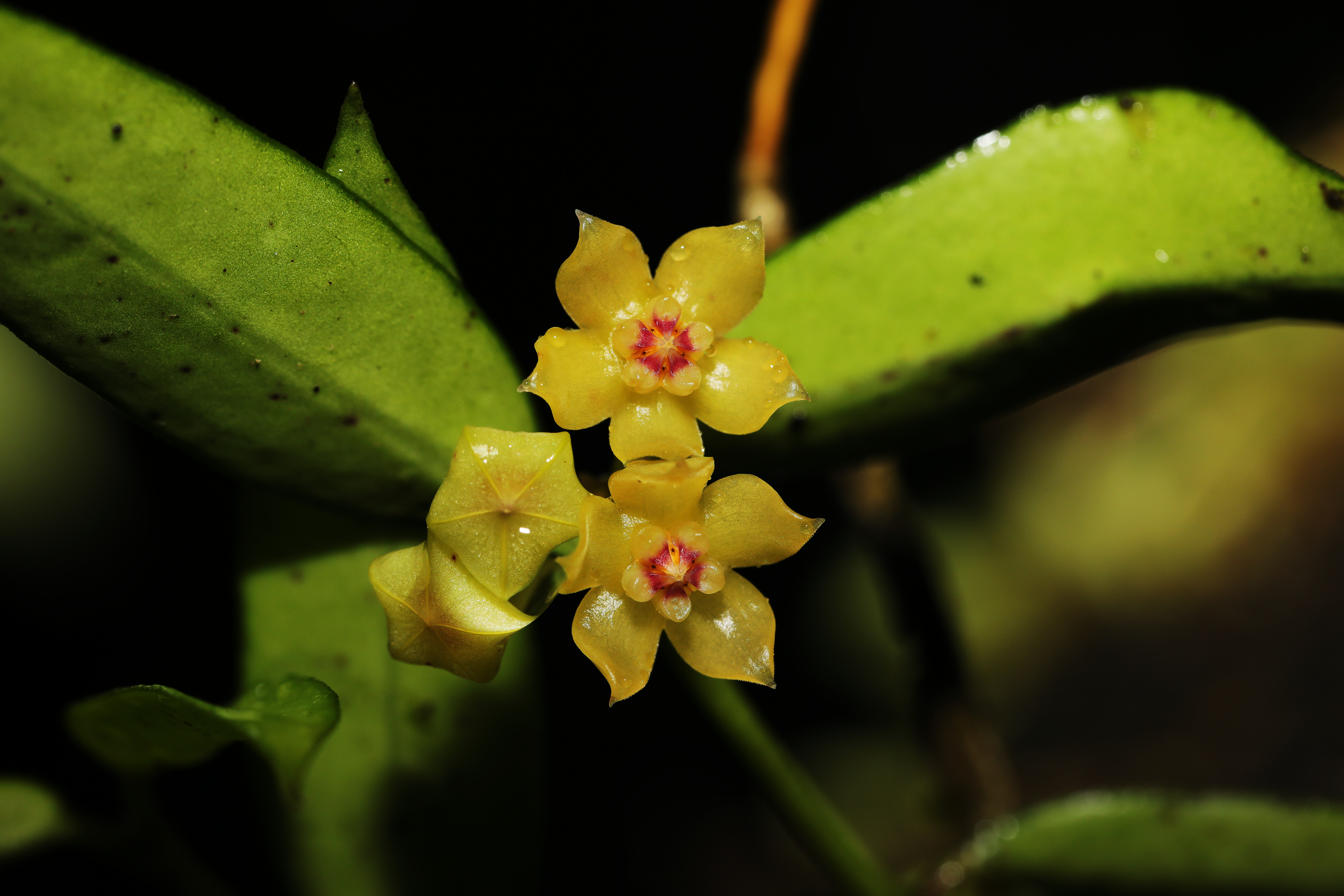 【花香】繁花似锦，它们是云南“植物王国”的重要成员！