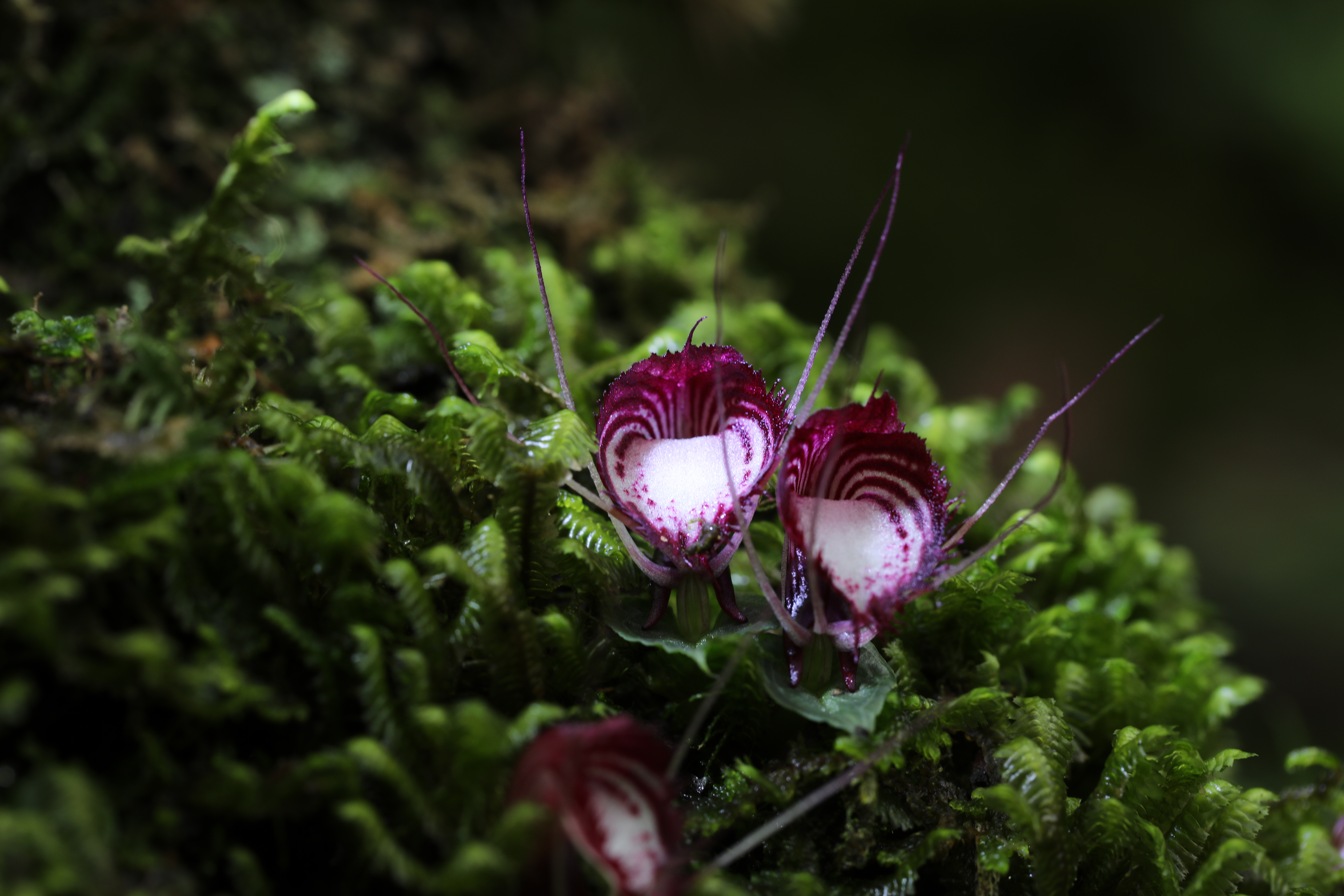 【花香】繁花似锦，它们是云南“植物王国”的重要成员！