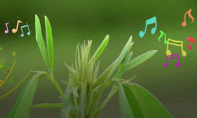 跳舞草 图源云南网.gif