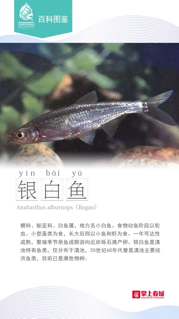 【鱼跃】云南是一片“大海”，它们在这里栖息！