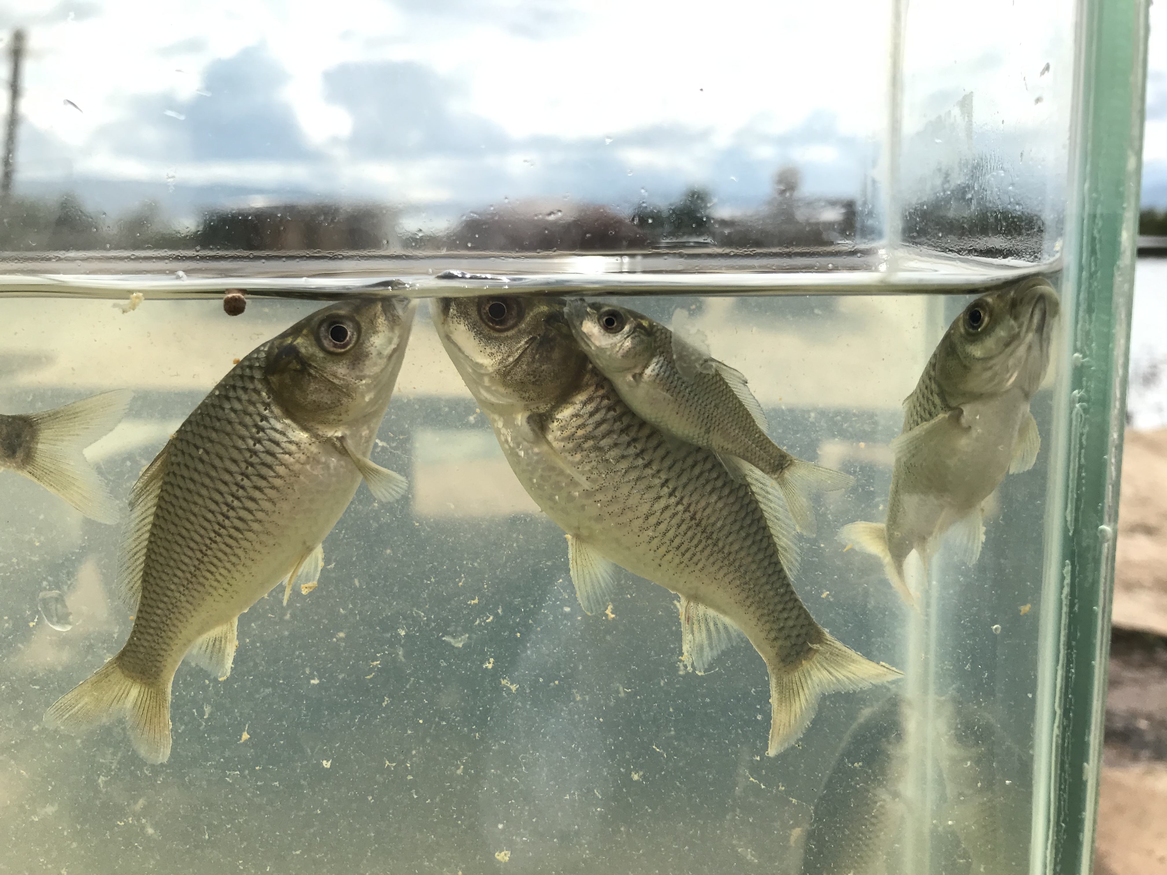 【鱼跃】云南是一片“大海”，它们在这里栖息！