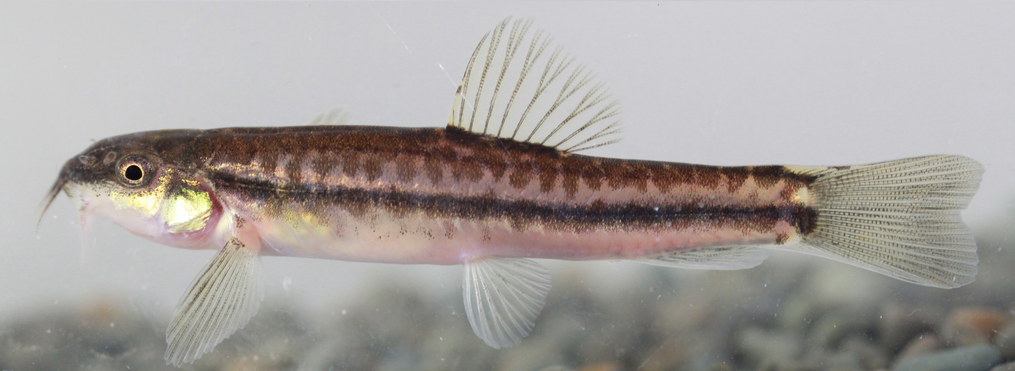 【鱼跃】云南是一片“大海”，它们在这里栖息！