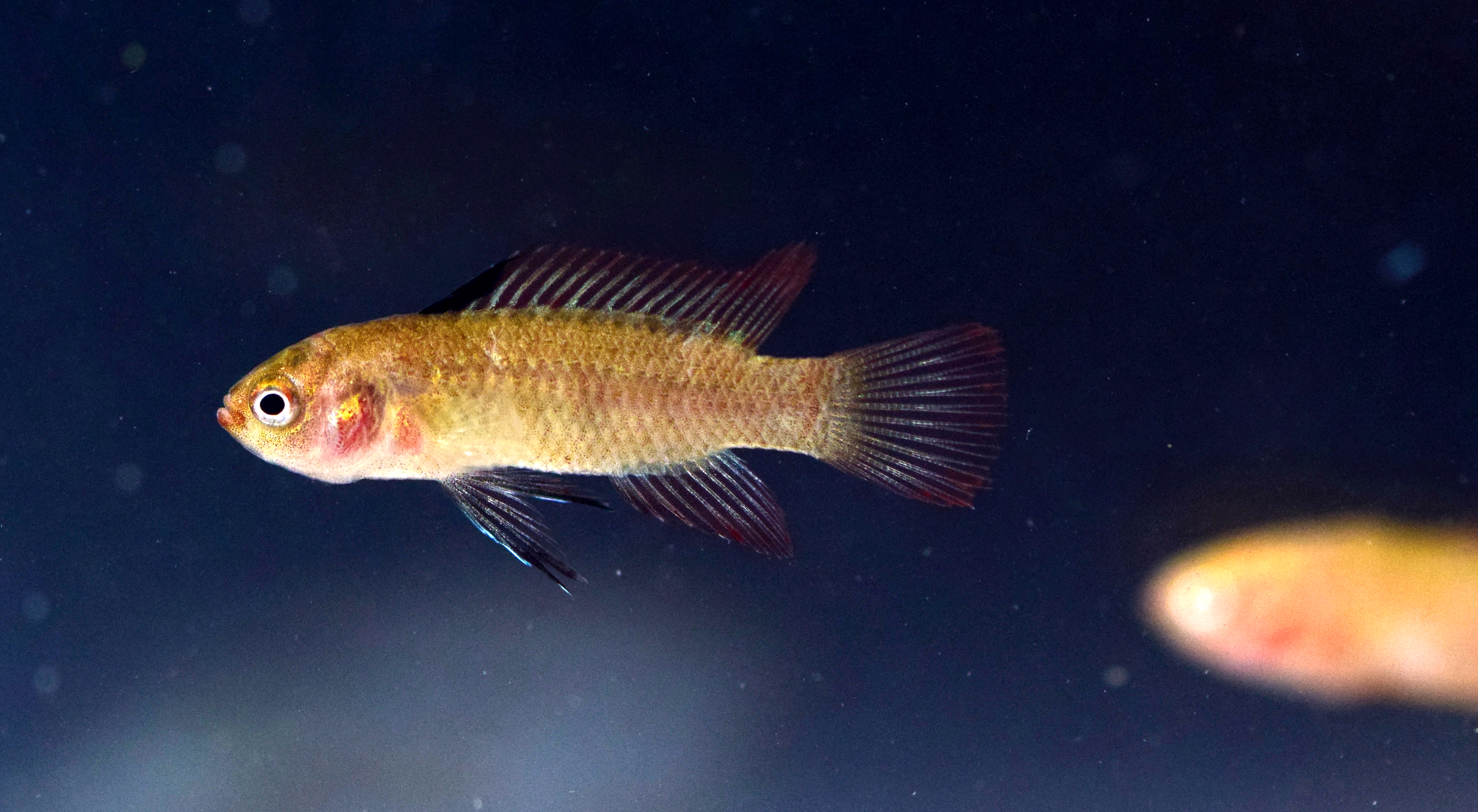 【鱼跃】云南是一片“大海”，它们在这里栖息！