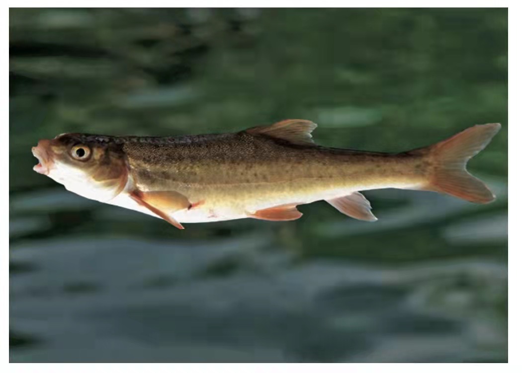 【鱼跃】云南是一片“大海”，它们在这里栖息！