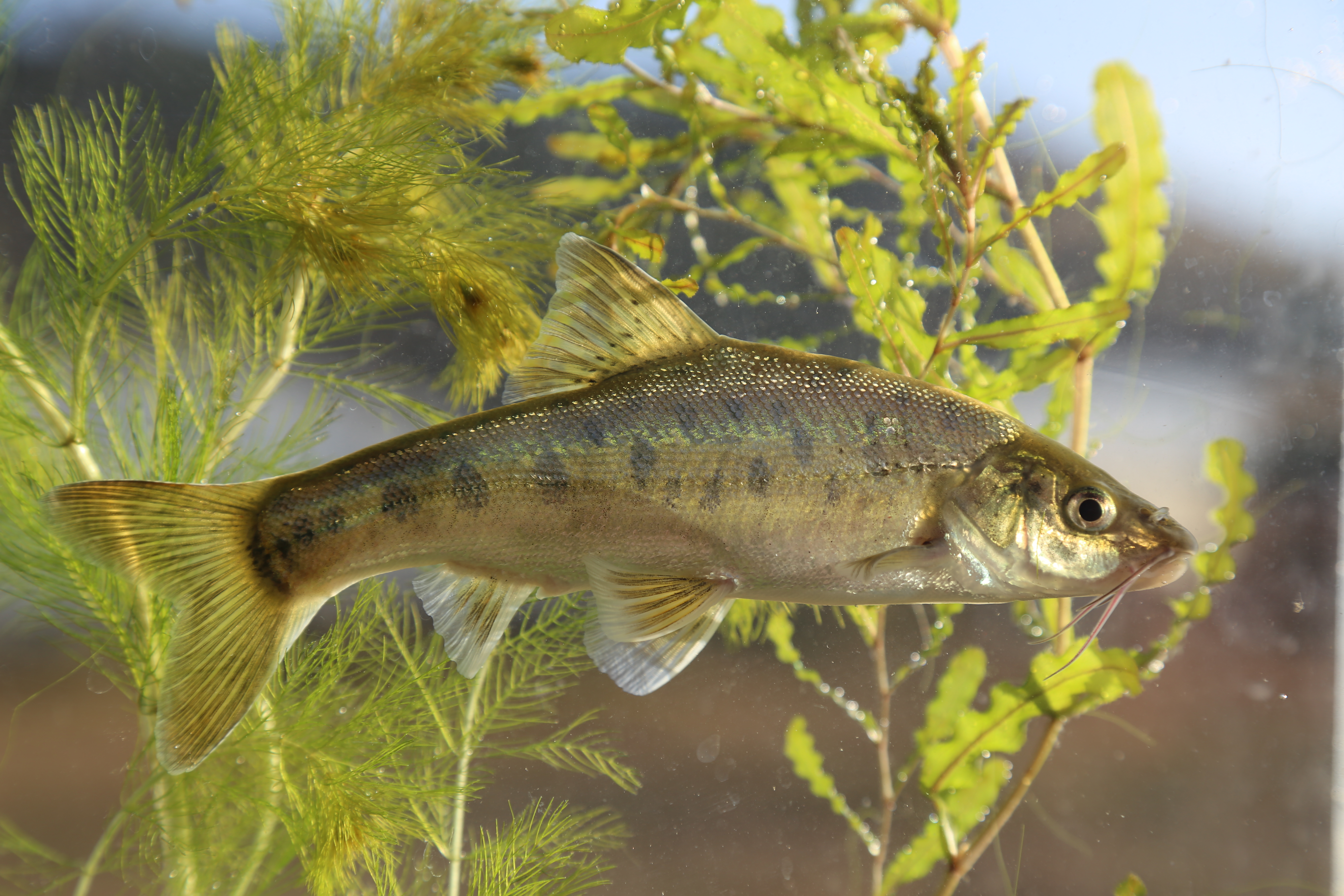 【鱼跃】云南是一片“大海”，它们在这里栖息！