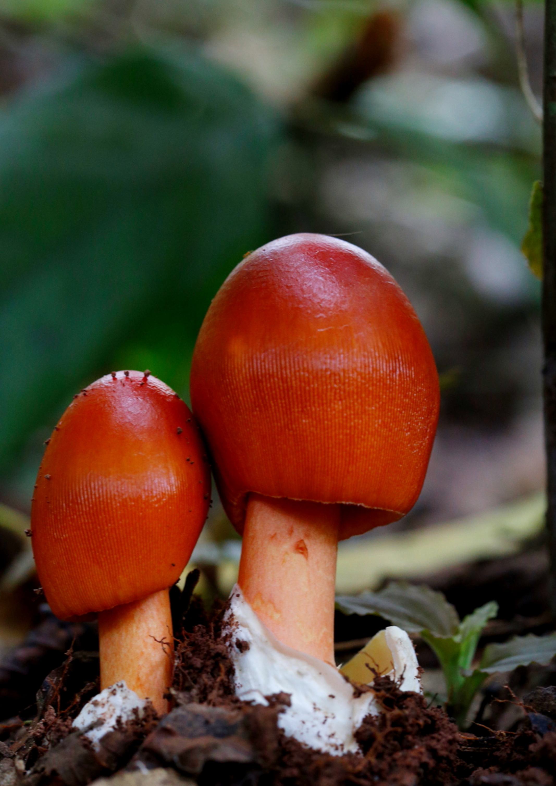 【菌美】来云南耍，不吃菌儿可不行~