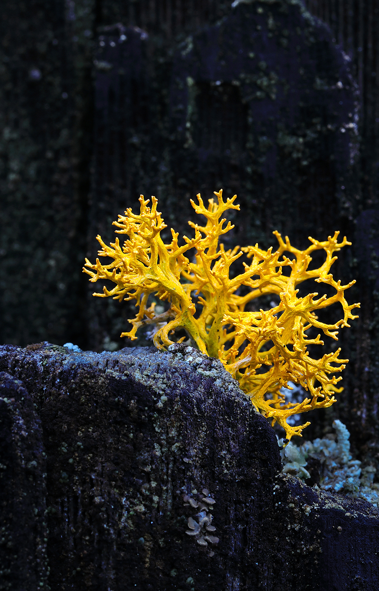 【菌美】来云南耍，不吃菌儿可不行~