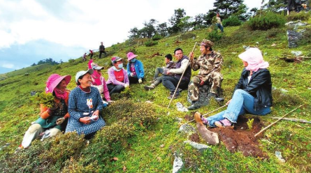 修复廊道 搭起滇金丝猴“鹊桥”1.png