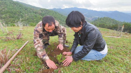 修复廊道 搭起滇金丝猴“鹊桥”.png