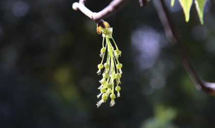 漾濞槭的雄花序 新华社发.png