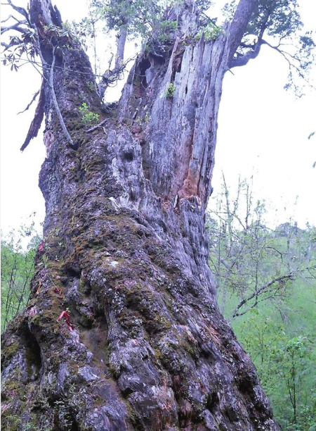 丽江“铁杉王” 通讯员 李梅 摄.png