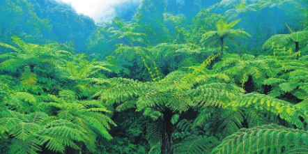 墨江中华桫椤 通讯员 李昔峻 摄.png