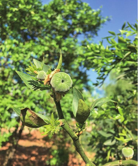 富民枳 新华社发.png