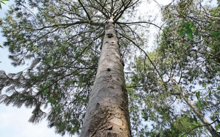 巧家五针松 阎科任 摄.png