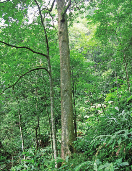 华盖木幼树 熊平祥摄.png