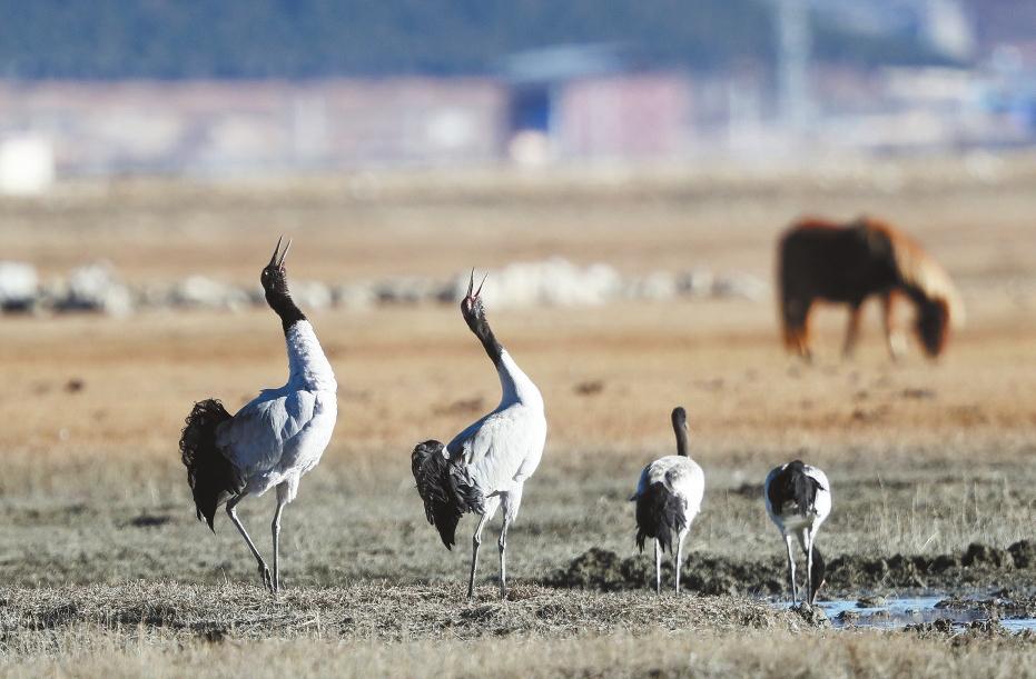 【三江并流】神奇乐土物种天堂