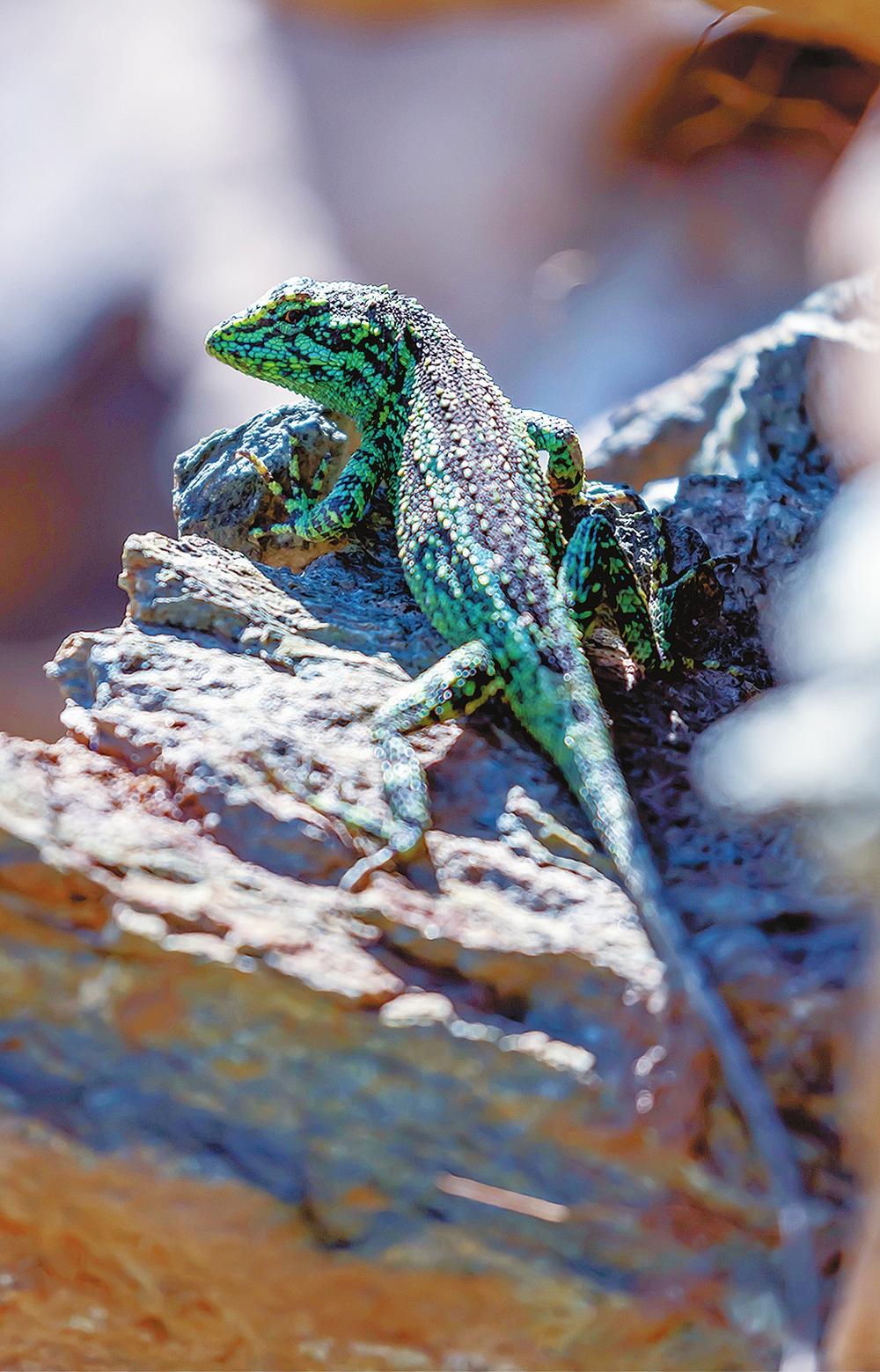 【三江并流】神奇乐土物种天堂