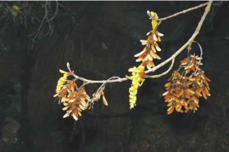 曾“命悬一线” 今“逆袭重生”2.png