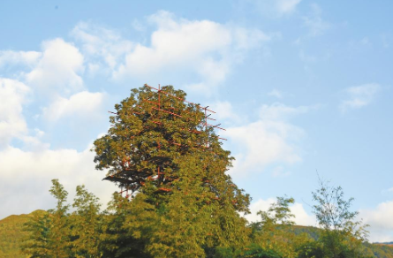 曾“命悬一线” 今“逆袭重生”1.png