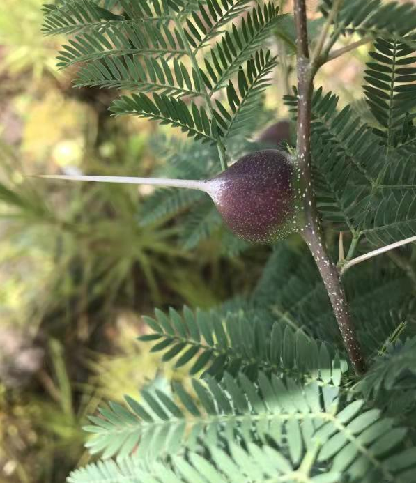 “扶荔宫” 张勇 通讯员 赵丽娟 摄