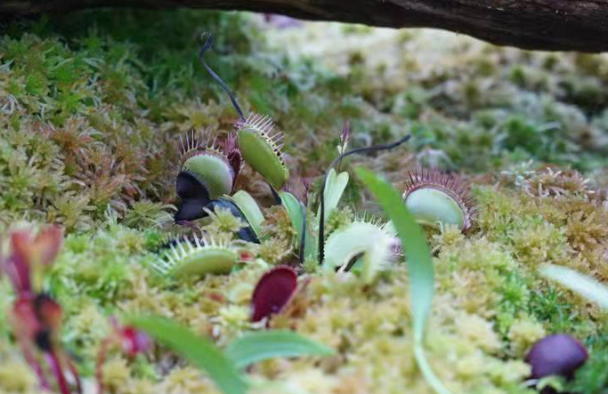 “扶荔宫” 张勇 通讯员 赵丽娟 摄