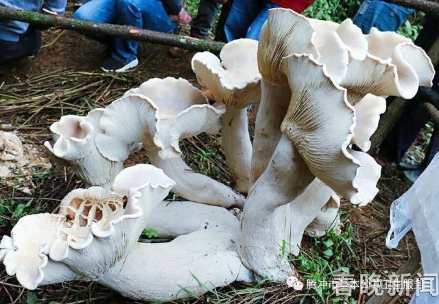 【万物滇行】巨大口蘑