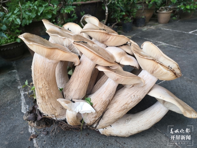 【万物滇行】巨大口蘑