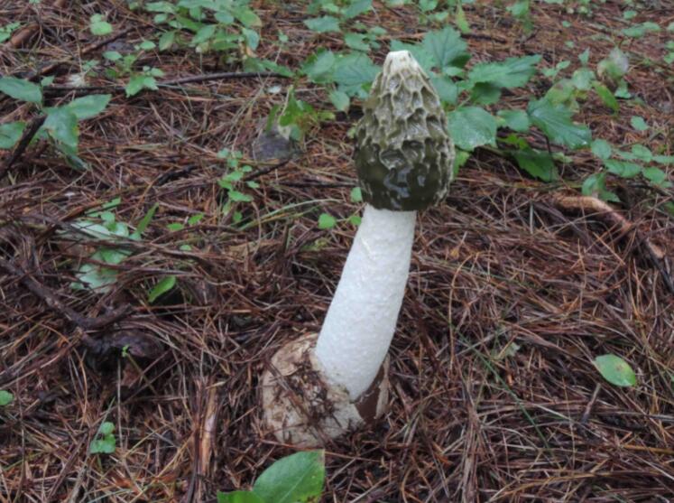 云南科研人员再次发现芳香鬼笔菌（刘建伟 摄）