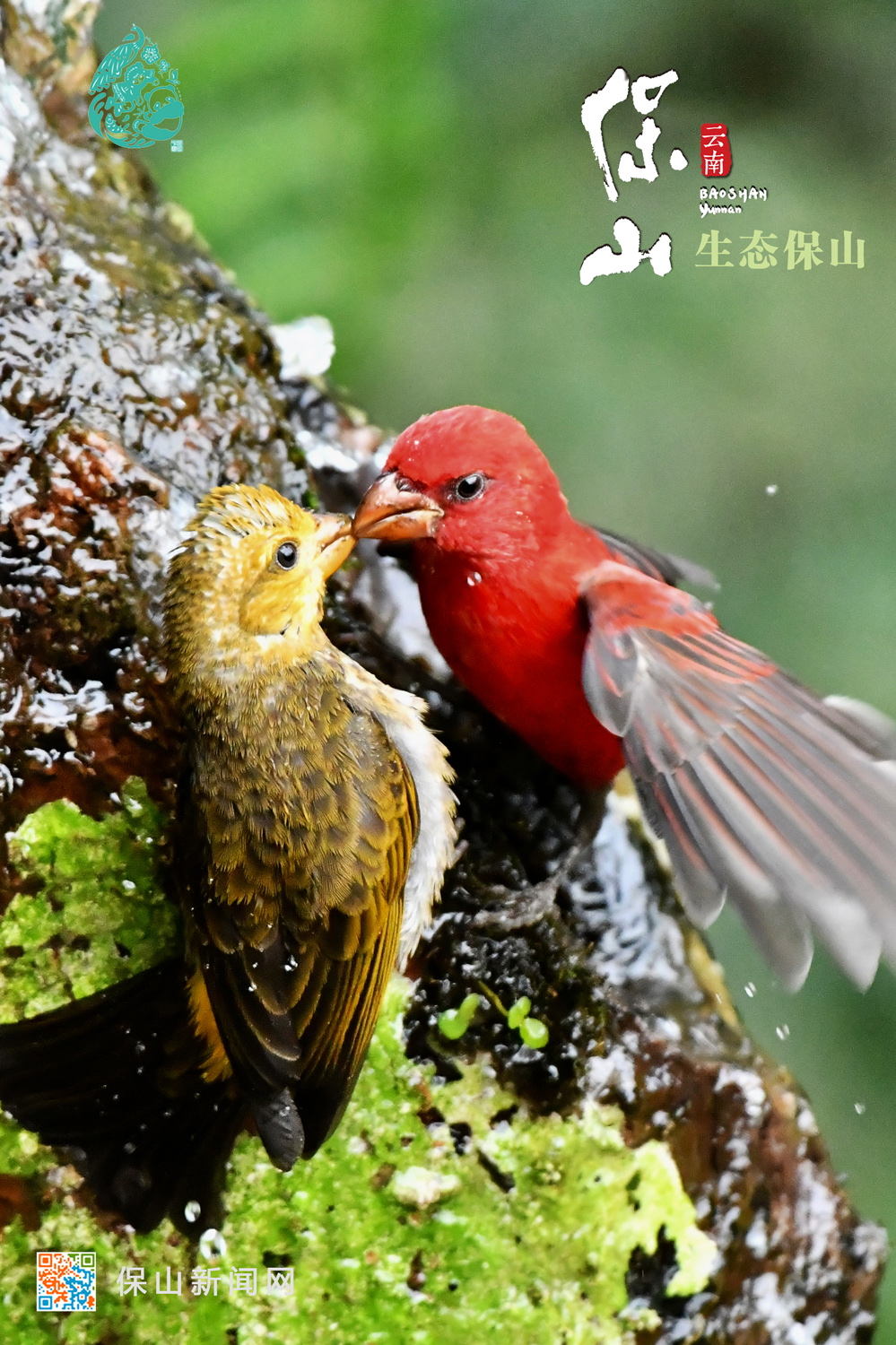 保山推出《生态保山》宣传视频和海报