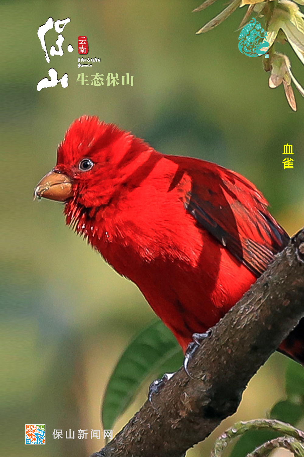 保山推出《生态保山》宣传视频和海报
