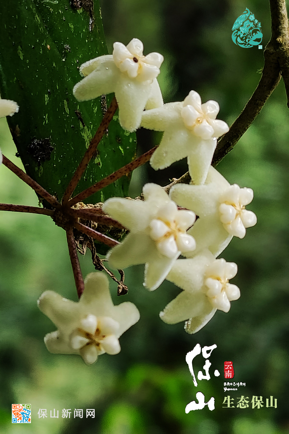 保山推出《生态保山》宣传视频和海报