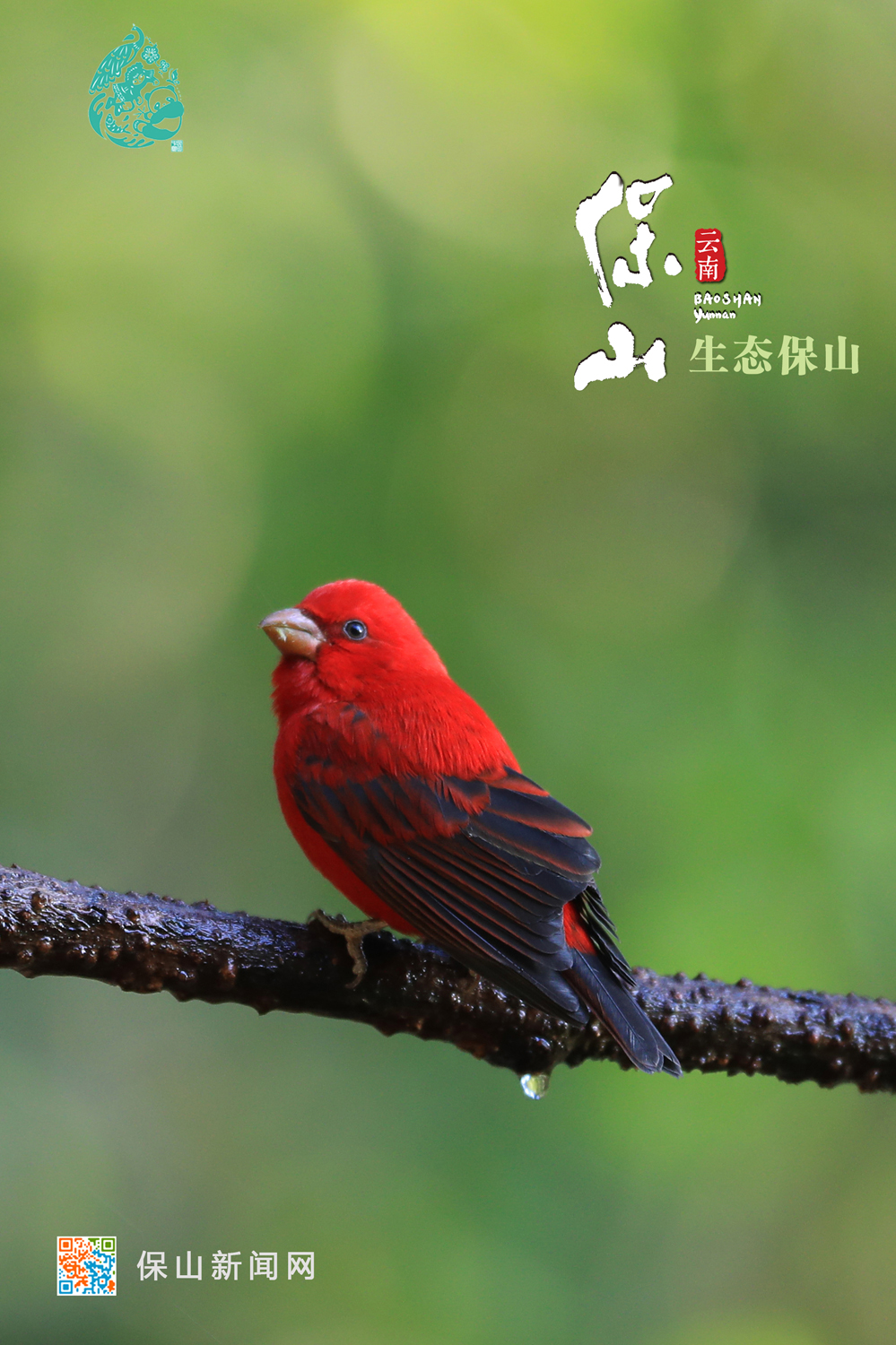 保山推出《生态保山》宣传视频和海报