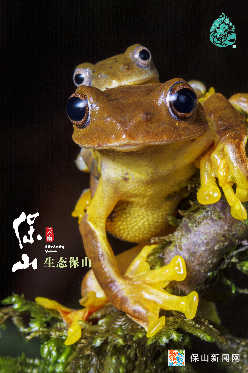 保山推出《生态保山》宣传视频和海报